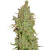 Bloemtop Amnesia Haze