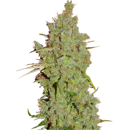 Bloemtop Amnesia Haze