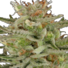 Bloemtop Amnesia Haze