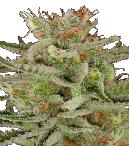 Bloemtop Amnesia Haze