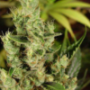 Bloemtop Amnesia Haze