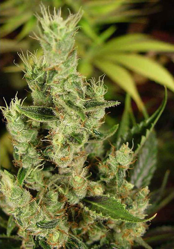 Bloemtop Amnesia Haze