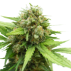 Bloemtop Blueberry