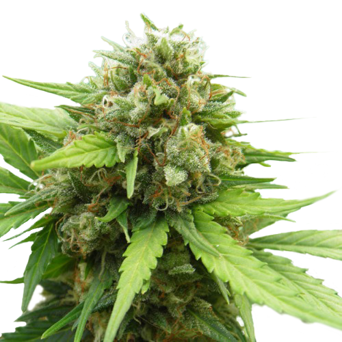 Bloemtop Blueberry