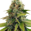 Bloemtop Blueberry