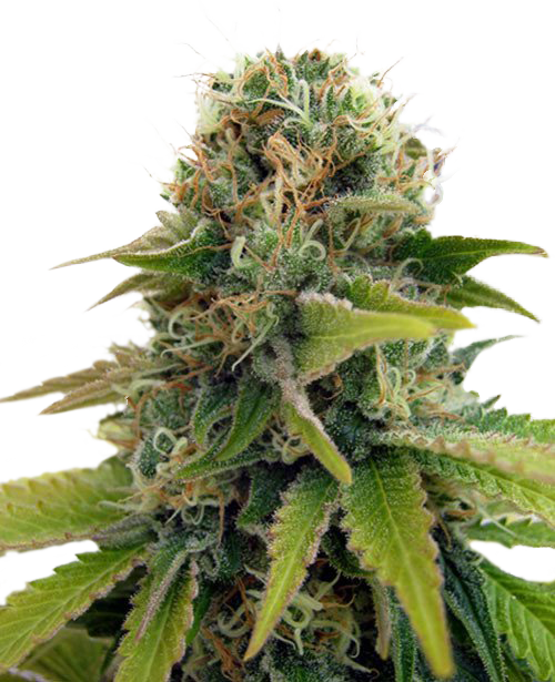 Bloemtop Blueberry