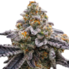 Bloemtop OG Kush