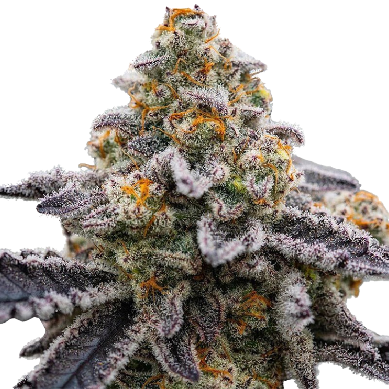 Bloemtop OG Kush