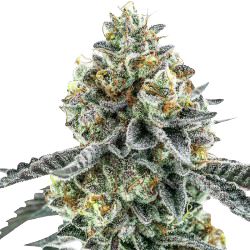 Bloemtop OG Kush