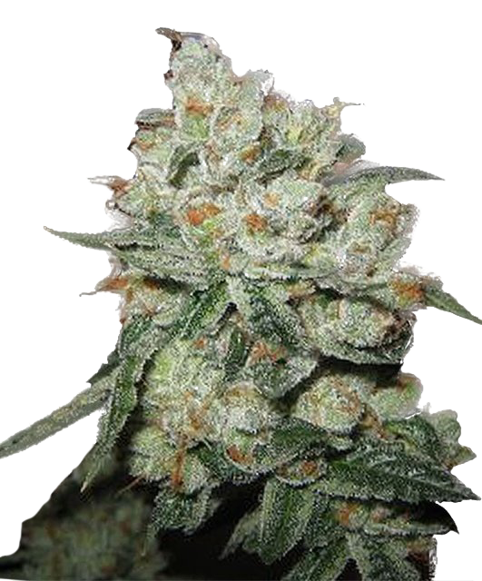 Bloemtop OG Kush