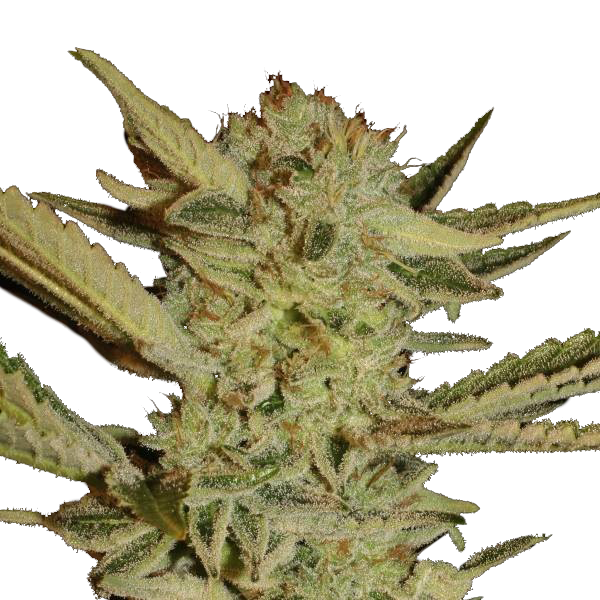 Bloemtop Bubblegum