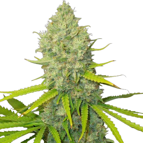 Bloemtop Bubblegum