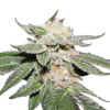 Bloemtop Super Silver Haze