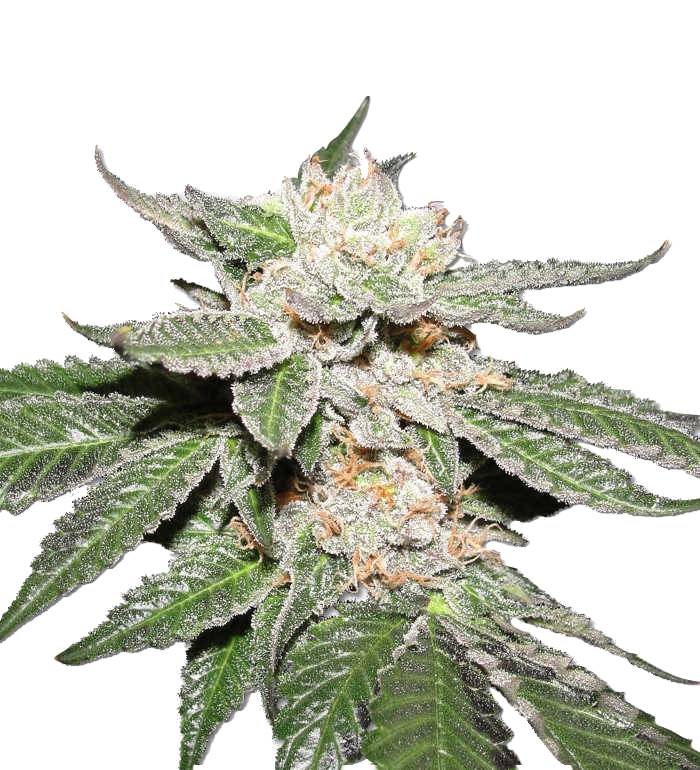 Bloemtop Super Silver Haze