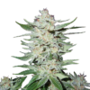 Bloemtop Super Silver Haze