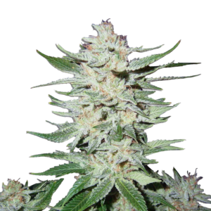 Bloemtop Super Silver Haze