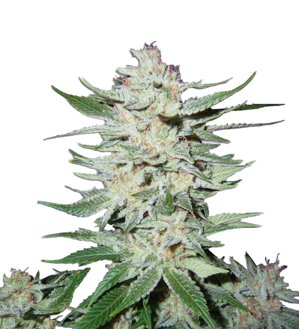 Bloemtop Super Silver Haze