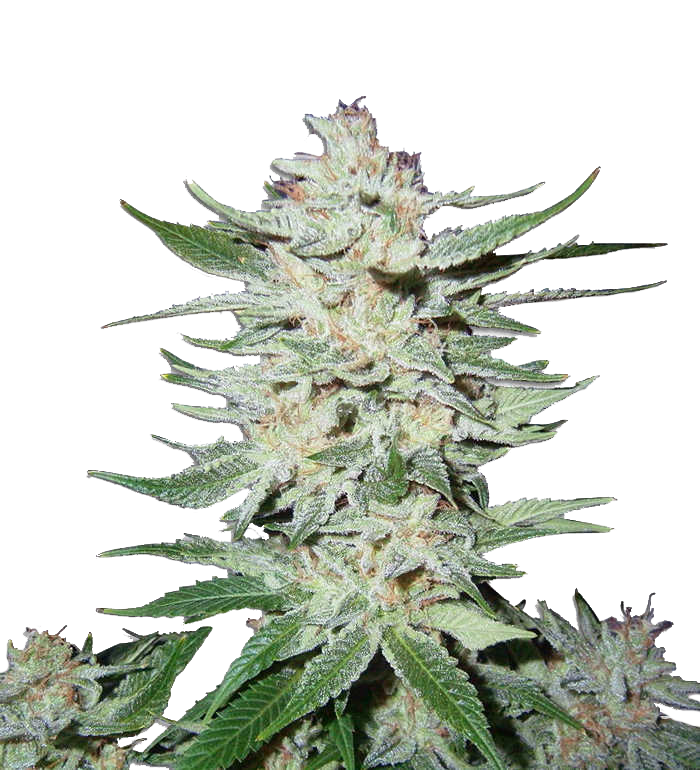 Bloemtop Super Silver Haze